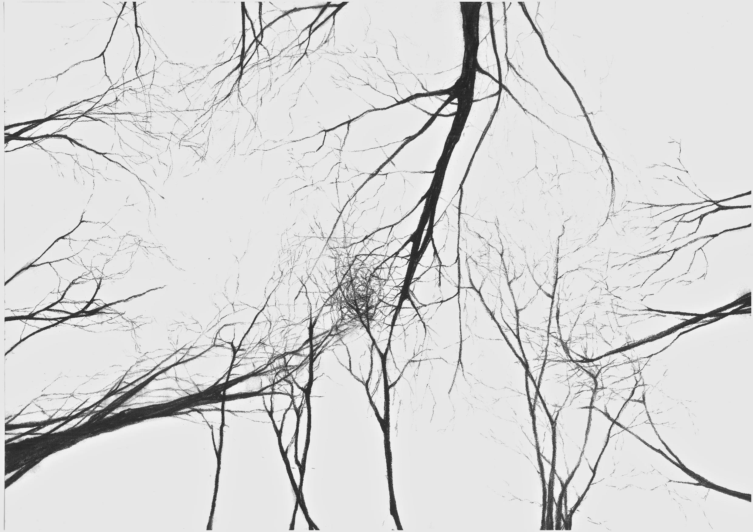   With Trees,  2013  Charcoal on Paper   42 x 29 cm. 