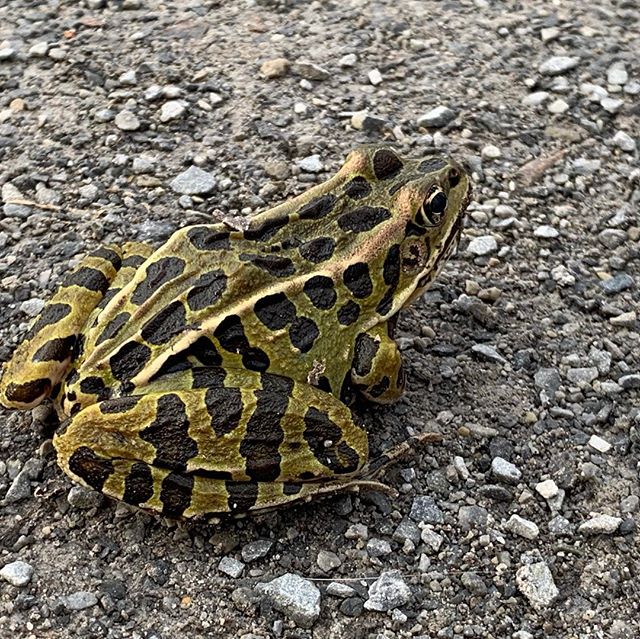 The Preserve was filled with the music of Spring peepers today, and then we saw this beauty on the path! It was a perfect day for a walk. Check out my stories for more pics.
.
.
.
#vischerferry #naturepreserve #forestbathing #takeawalk