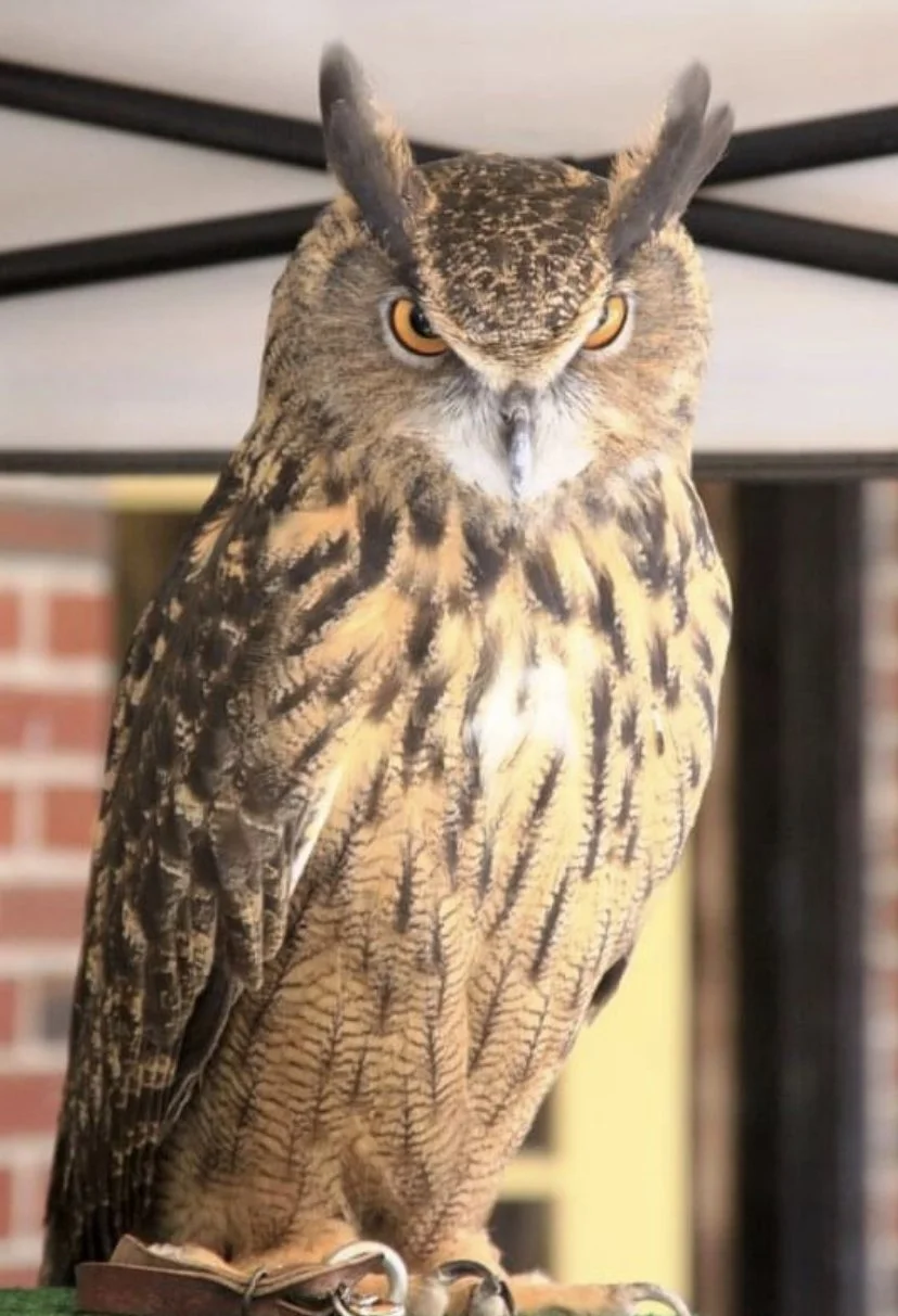 Live owls from Silent Wings Raptor Rescue Sunday 10/26 11-2