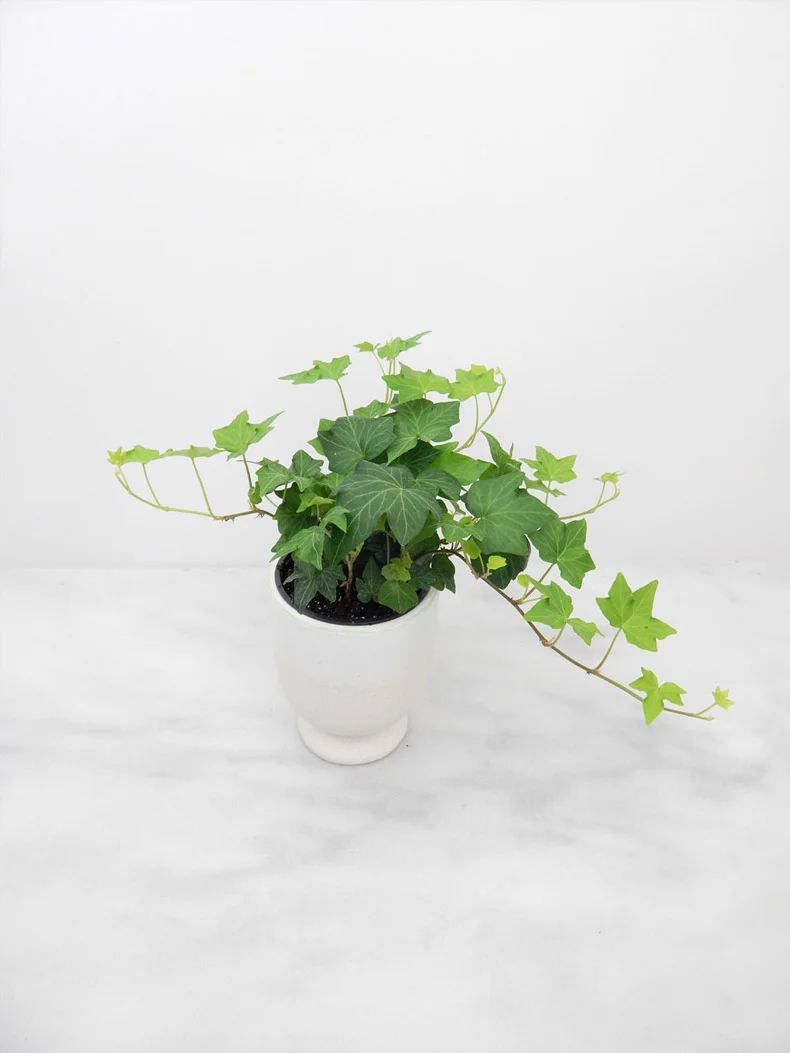 Flower-Arrangement-Ivy-Plant-790.jpg