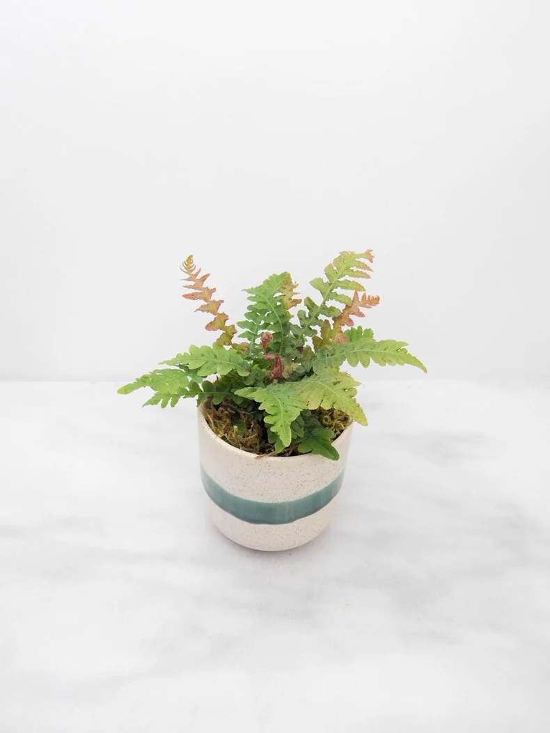 Flower-Arrangement-Fern-790.jpg