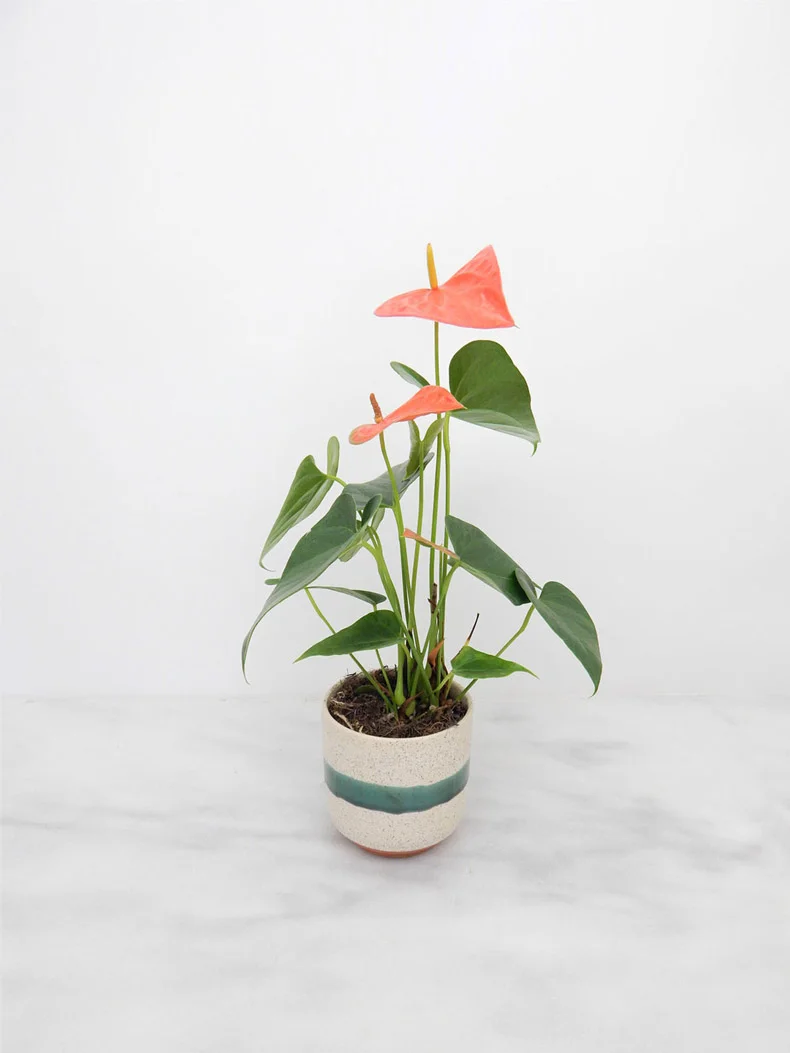 Flower-Arrangement-Anthurium-Red-790.jpg