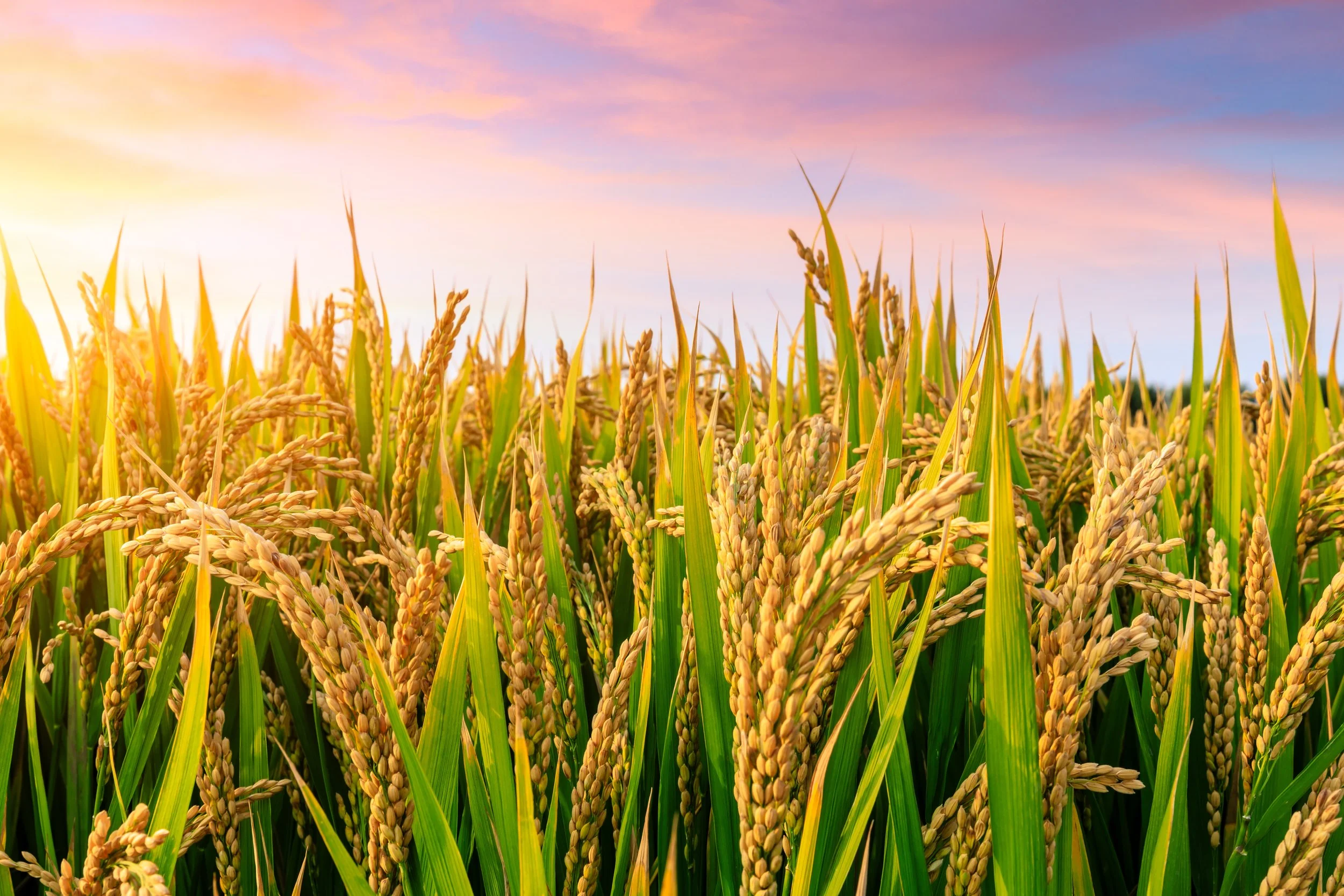 Team Glanris is Growing!