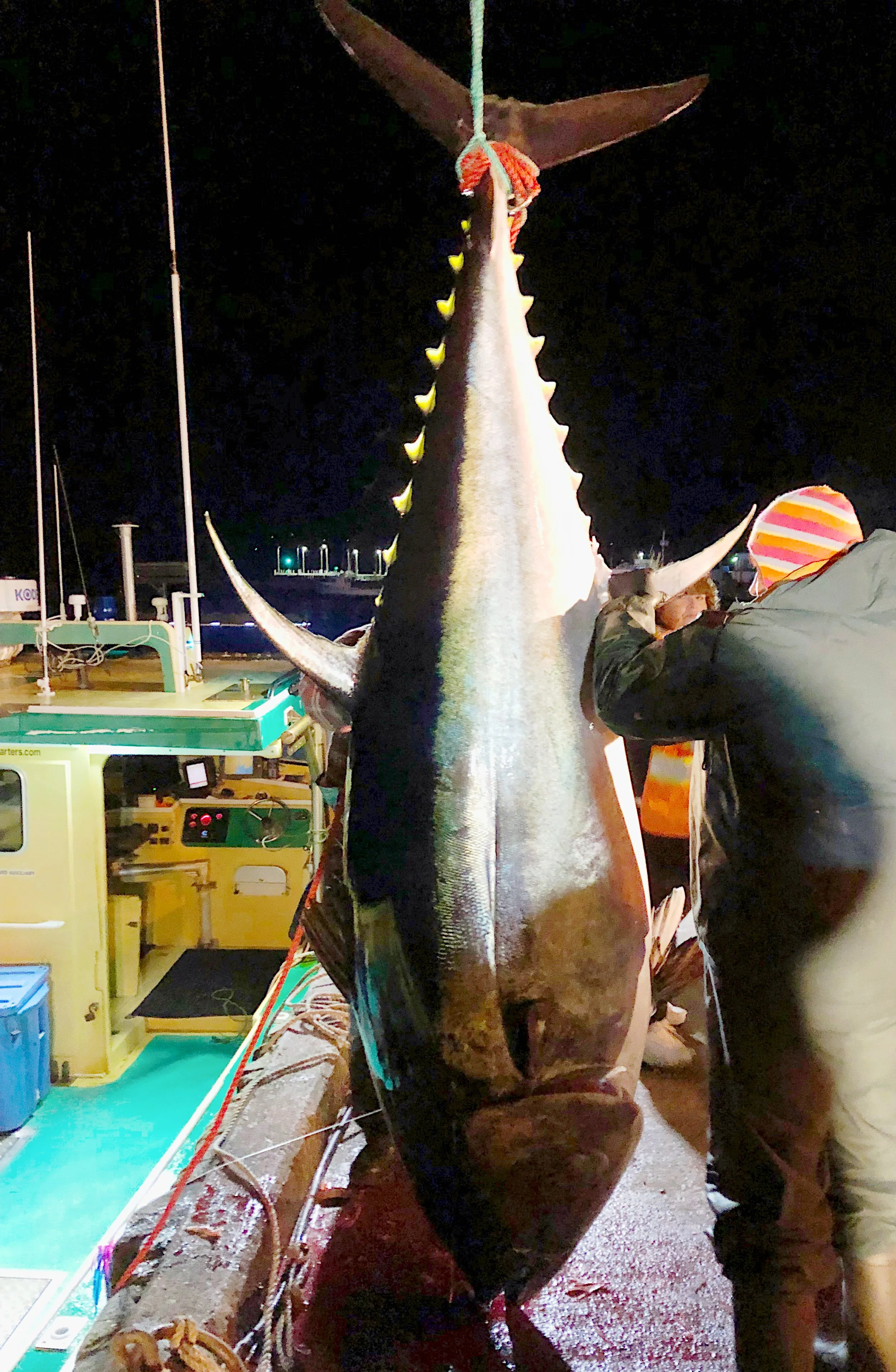 Catching Giant Tuna