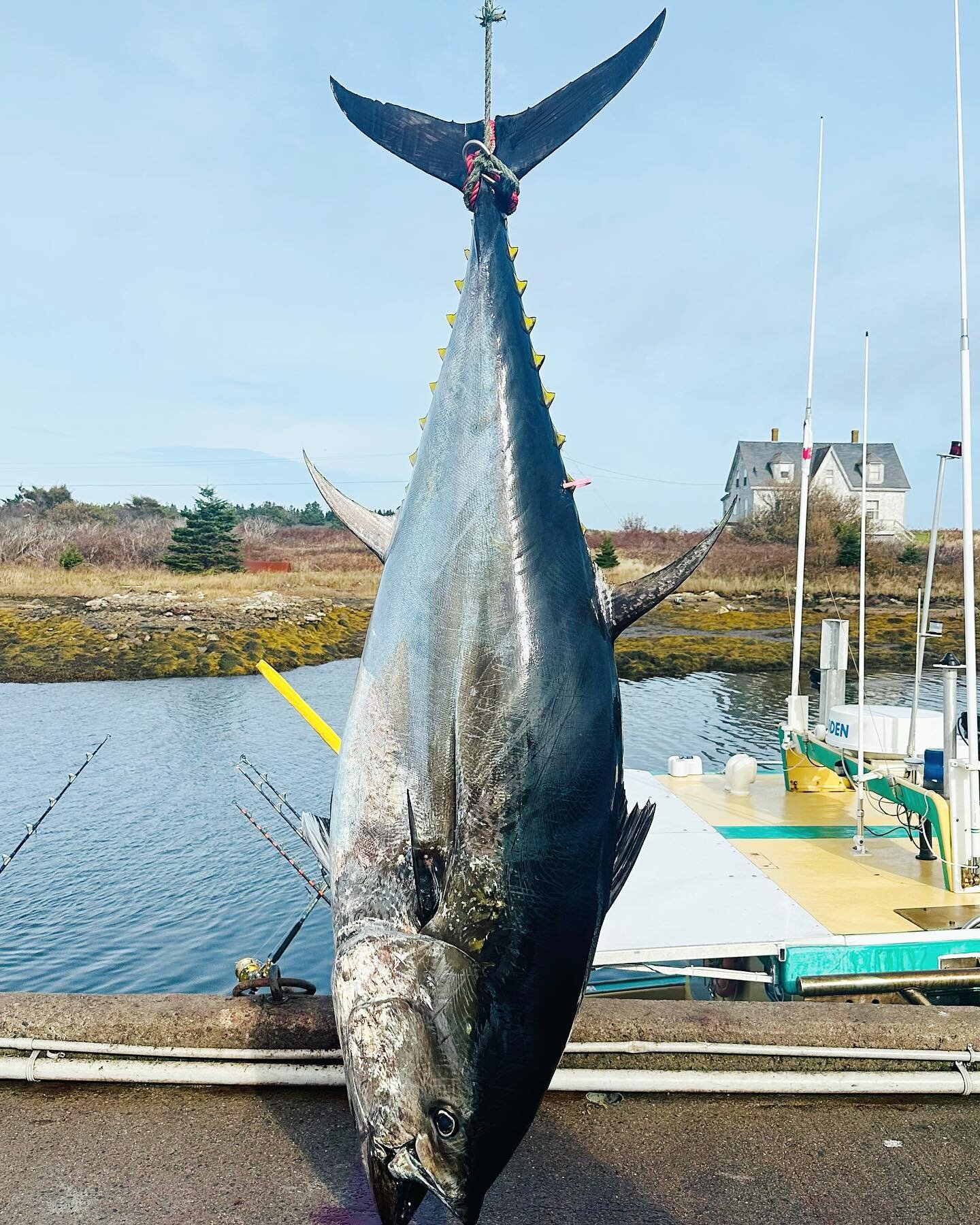Season 2023 Prime dates are still available for making your dreams come true catching giant bluefins in Nova Scotia. Check it off your bucket lists✔️

WRT

#Tuna
#Saltlife
#InTheBite
#BigCatch
#PennReels
#Fishinglife
#TunaFishing
#FishingDay
#Sportfi