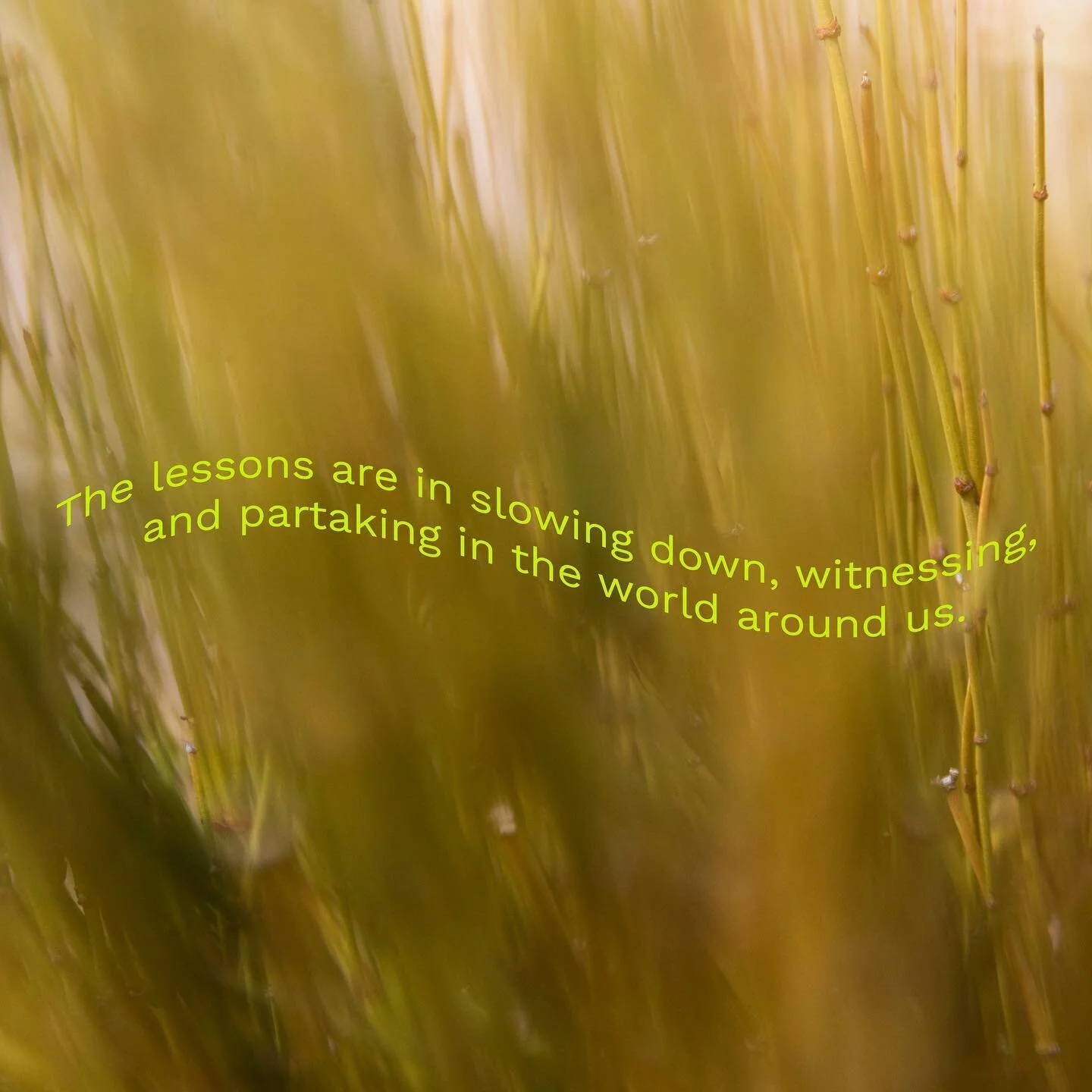 The lessons are in slowing down, witnessing, and partaking in the world around us.