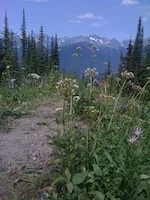 an idea about plants that you've never considered + 2 Time Sensitive Events