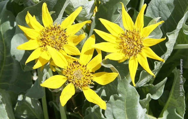 Herbal Workshop Tour of the Kootenays + Early Bird Deadline Extension for Herbal Integration Course 2016