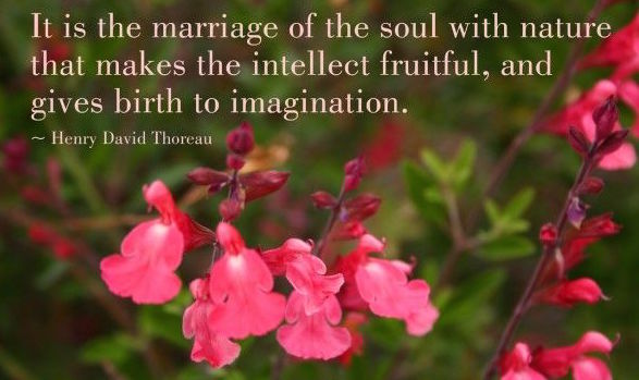 Why herbs, empathy and nature connection are acts of political resistance and need to be a core part of our self care