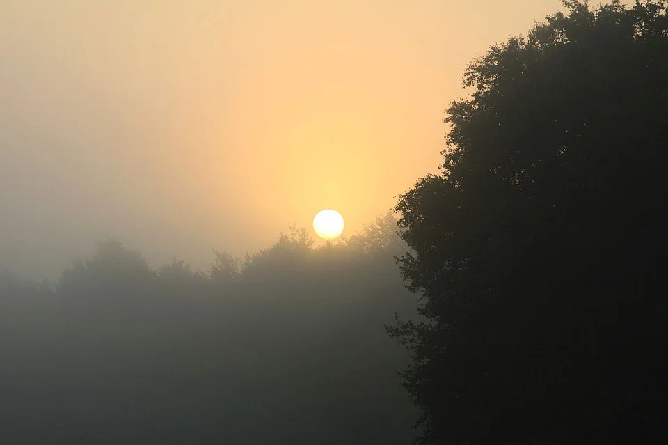 Herbs to help you deal with the wildfire smoke