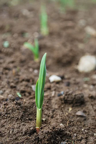 garlic sprout