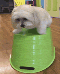 1000000545.gif