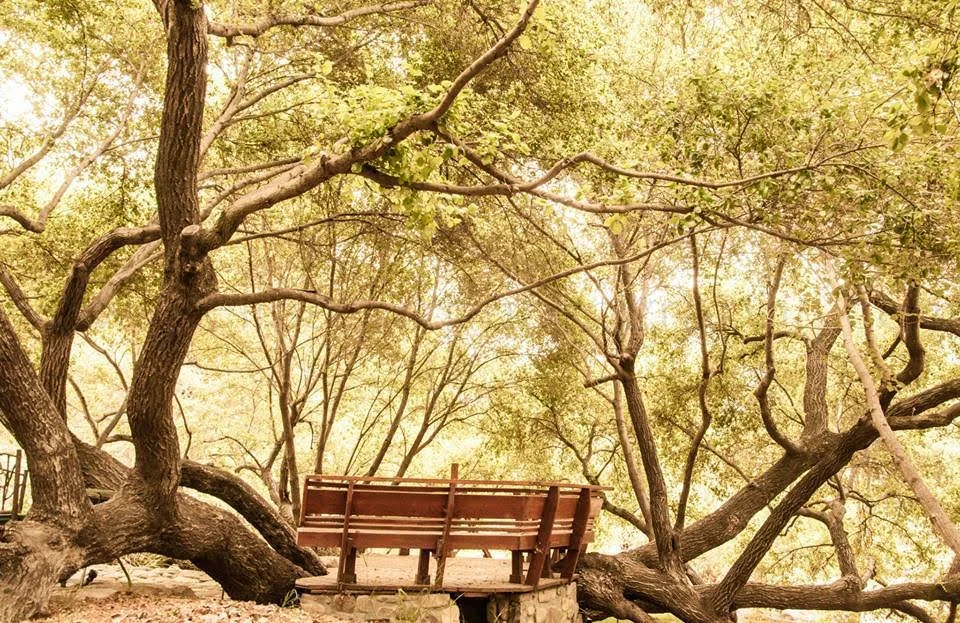 Mindful Inquiry: A Path of Freedom and Joyful Responsibility