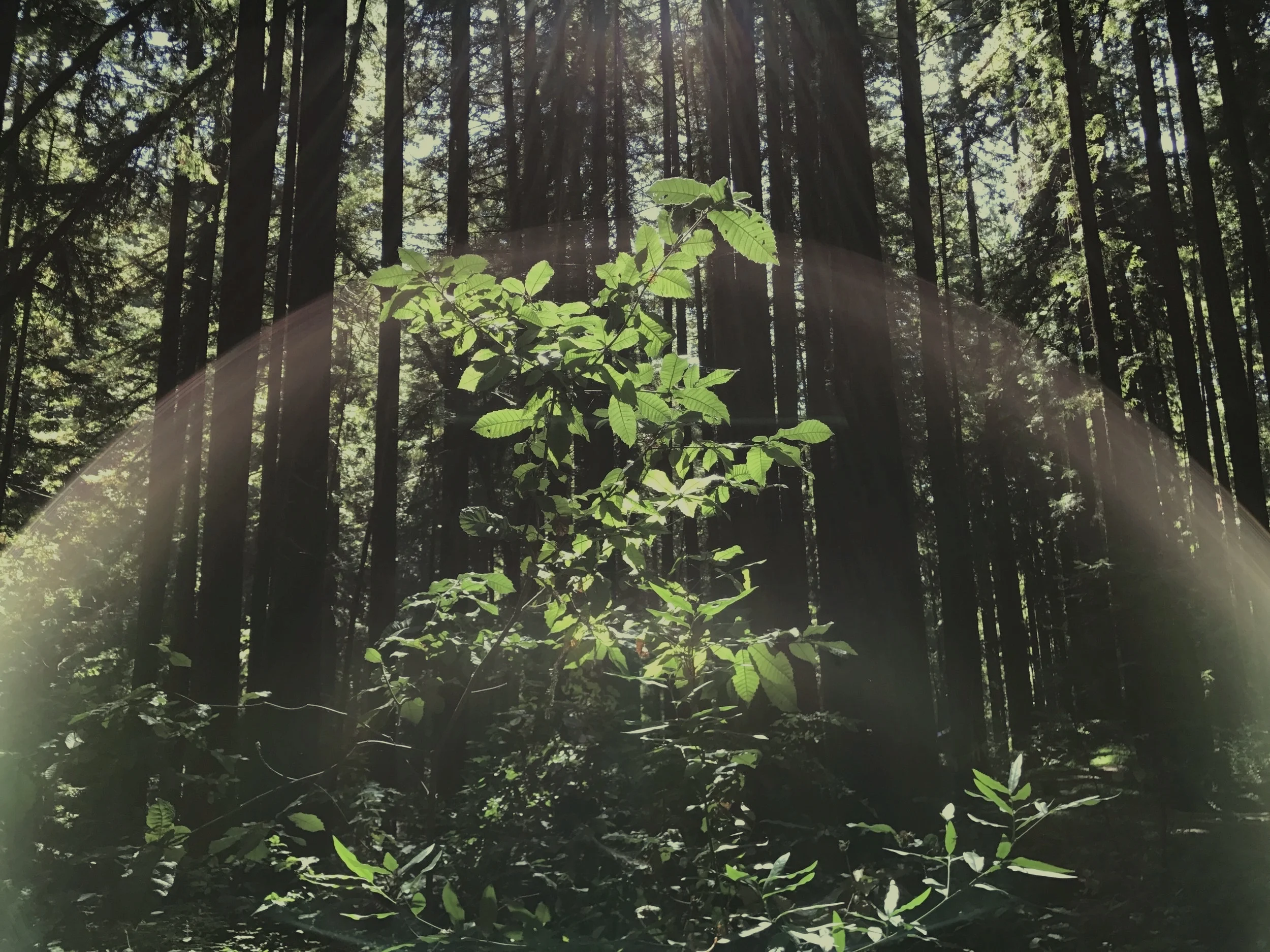 forest%2525252Barc.jpg