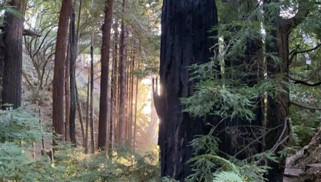 DAY-LONG RETREAT AT THE NEW YORK INSIGHT MEDITATION CENTER - Letting Go of Fear on Behalf of Collective Consciousness