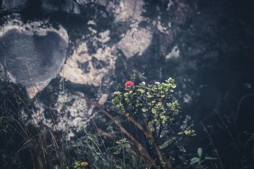 UCLA Day-long Retreat: Conscious Intentions for Our Lives and World in 2023