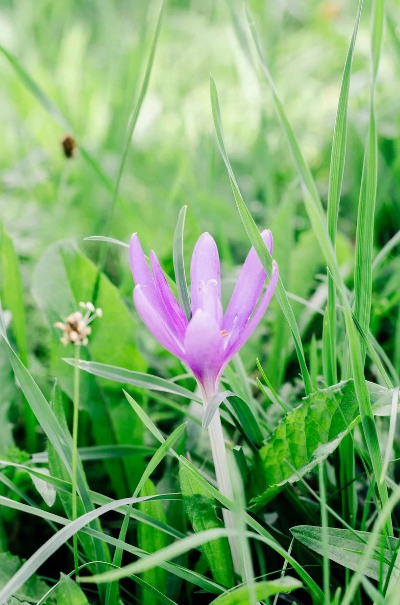  Rooting, Unfurling, Letting Go: An Autumn Contemplative Retreat