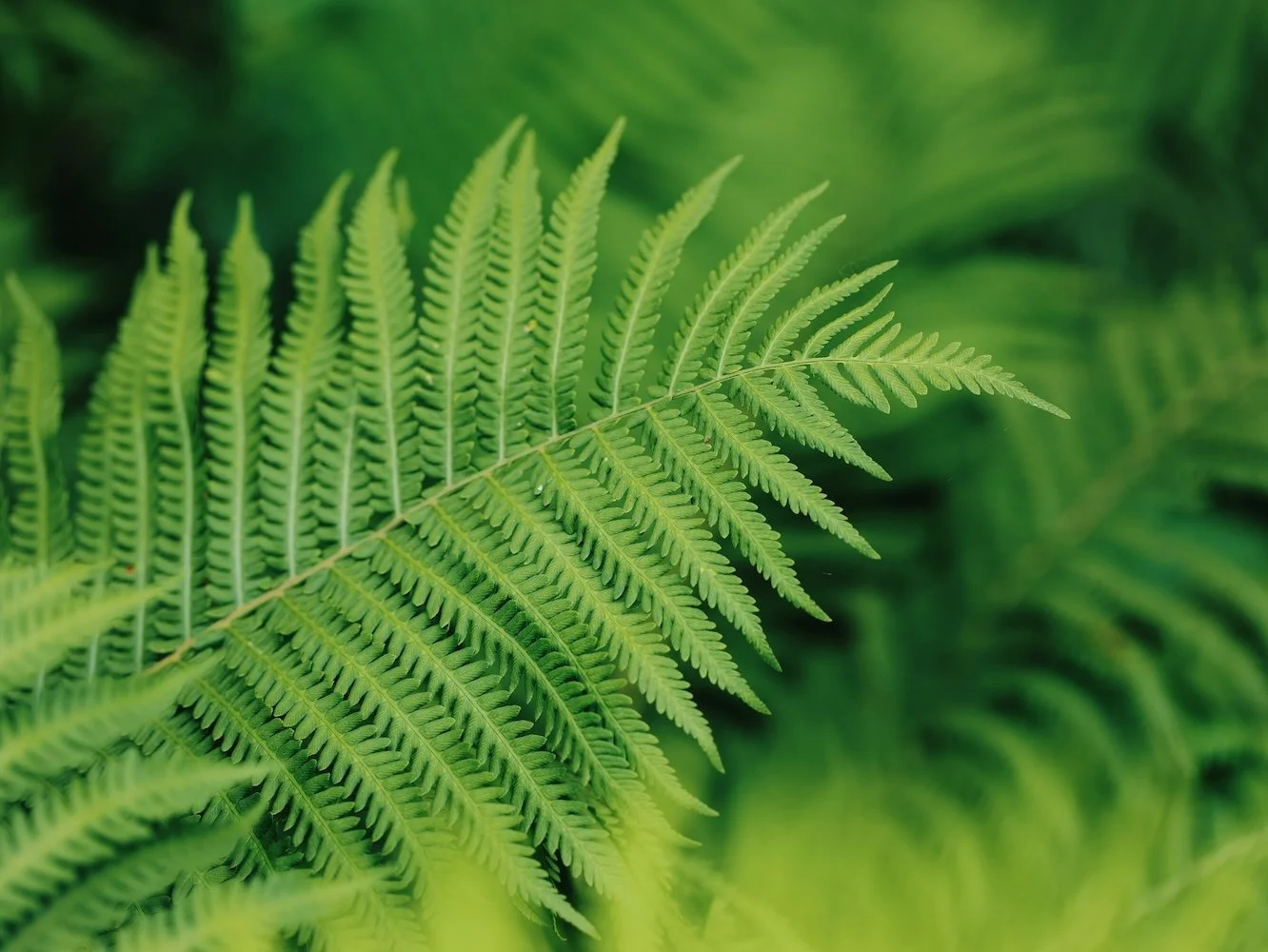 Drala Mountain Center Retreat