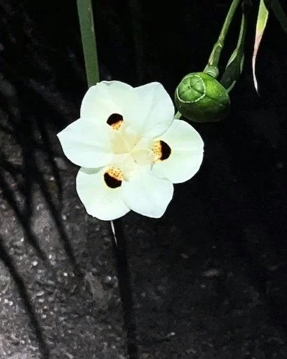 The Sacred No: Setting Conscious Boundaries Alongside Boundlessness