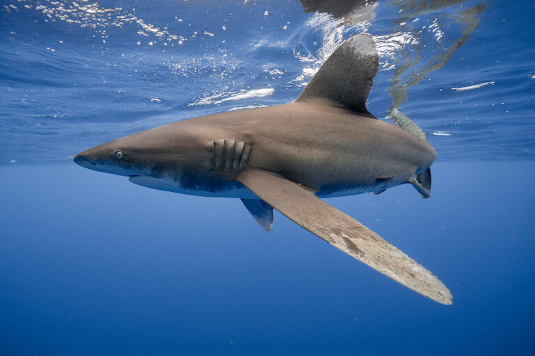 WHITETIP SHARKS DECLARED CRITICALLY ENDANGERED, BUT GAIN NO PROTECTIONS IN THE PACIFIC