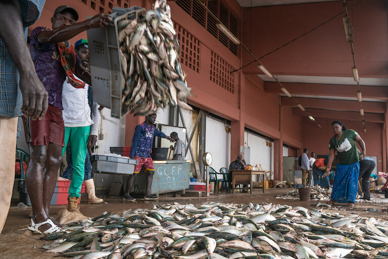 CATCHING FISH TO FEED FISH? REPORT DETAILS 'UNSUSTAINABLE' FISHMEAL AND OIL INDUSTRY