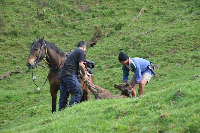 A MĀORI COMMUNITY LEANS ON TRADITION TO RESTORE ITS FOREST