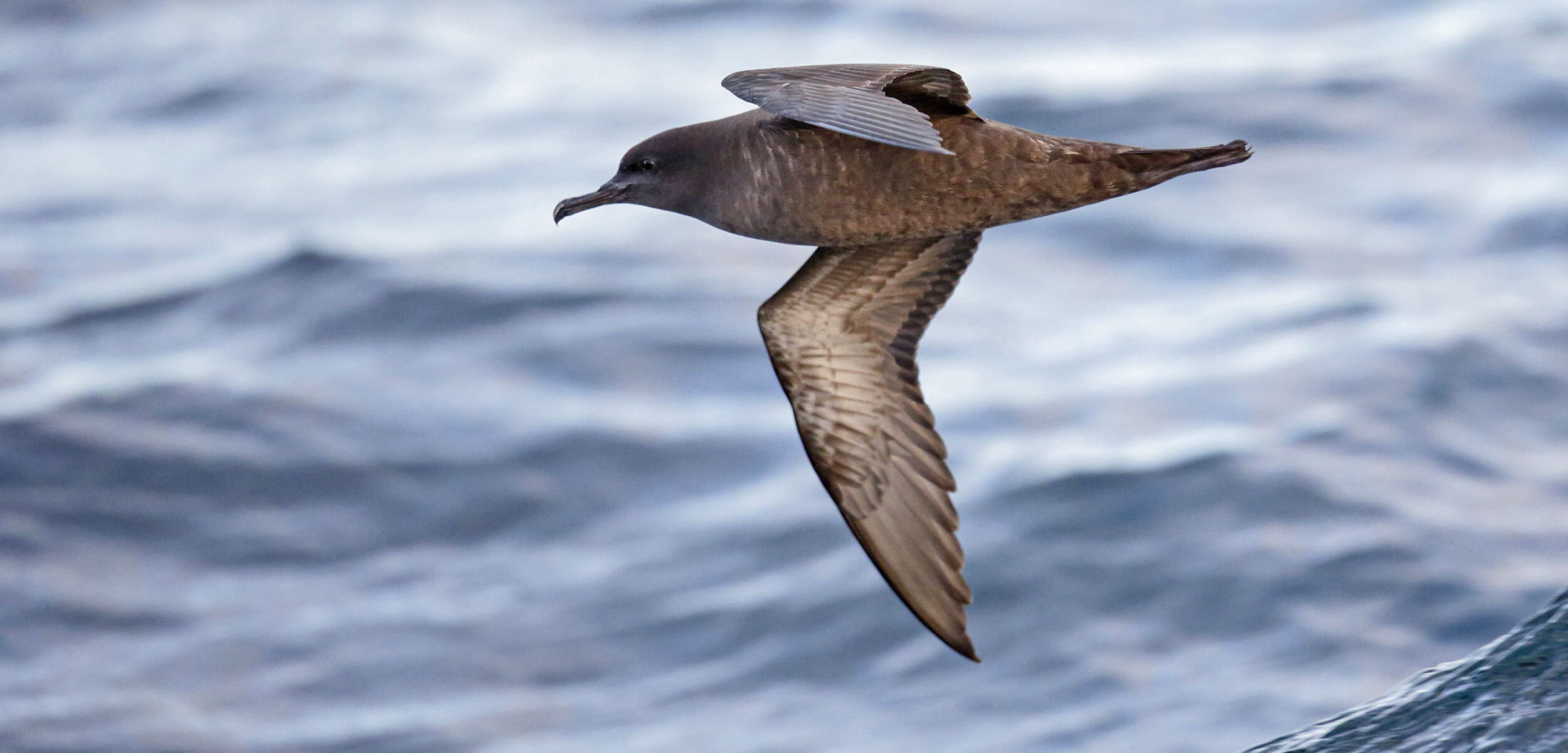 MĀORI MANAGEMENT TECHNIQUES MIGHT HELP STRUGGLING BIRDS