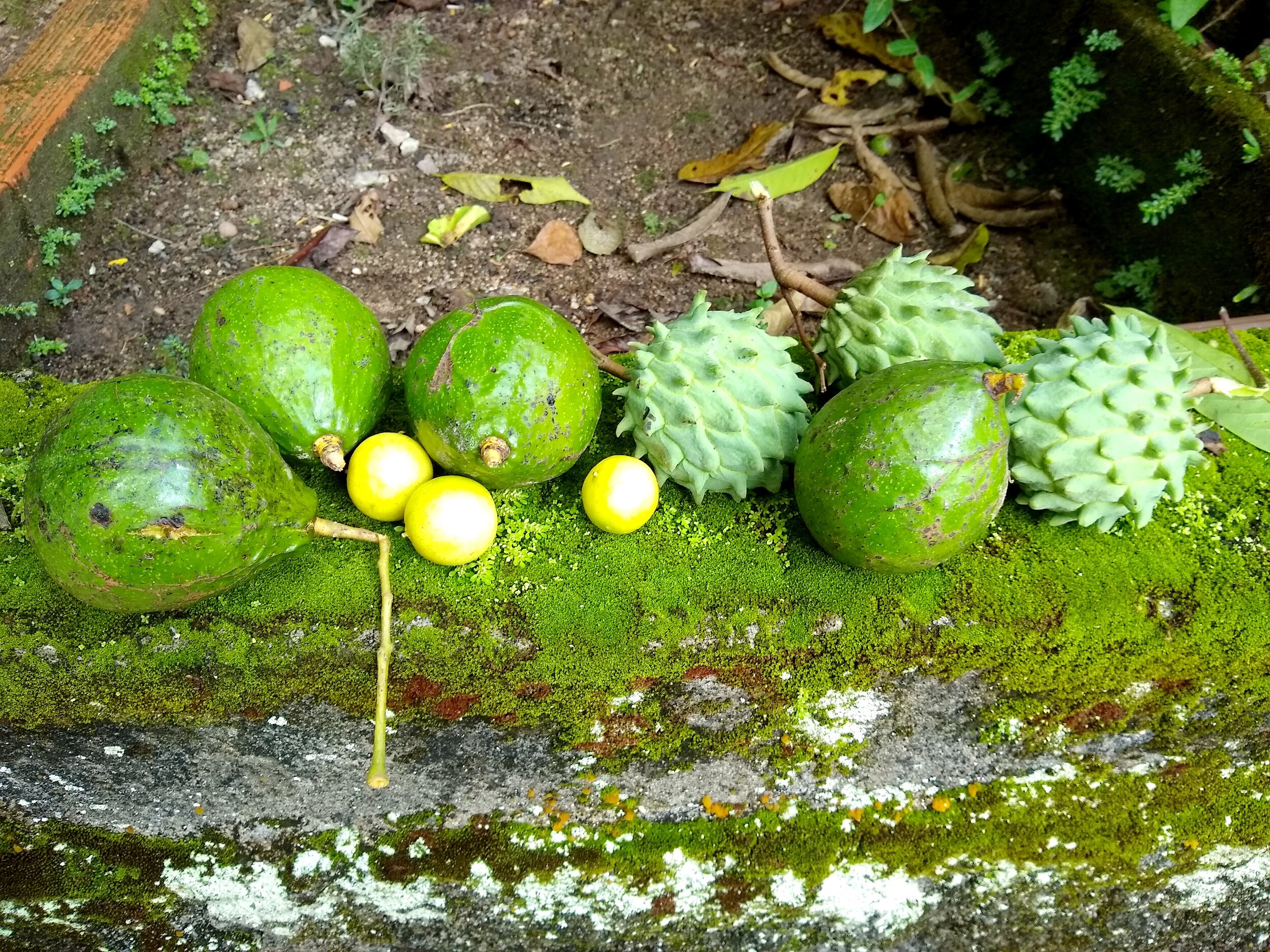 HOW TO TURN YOUR BACKYARD INTO A CARBON SINK