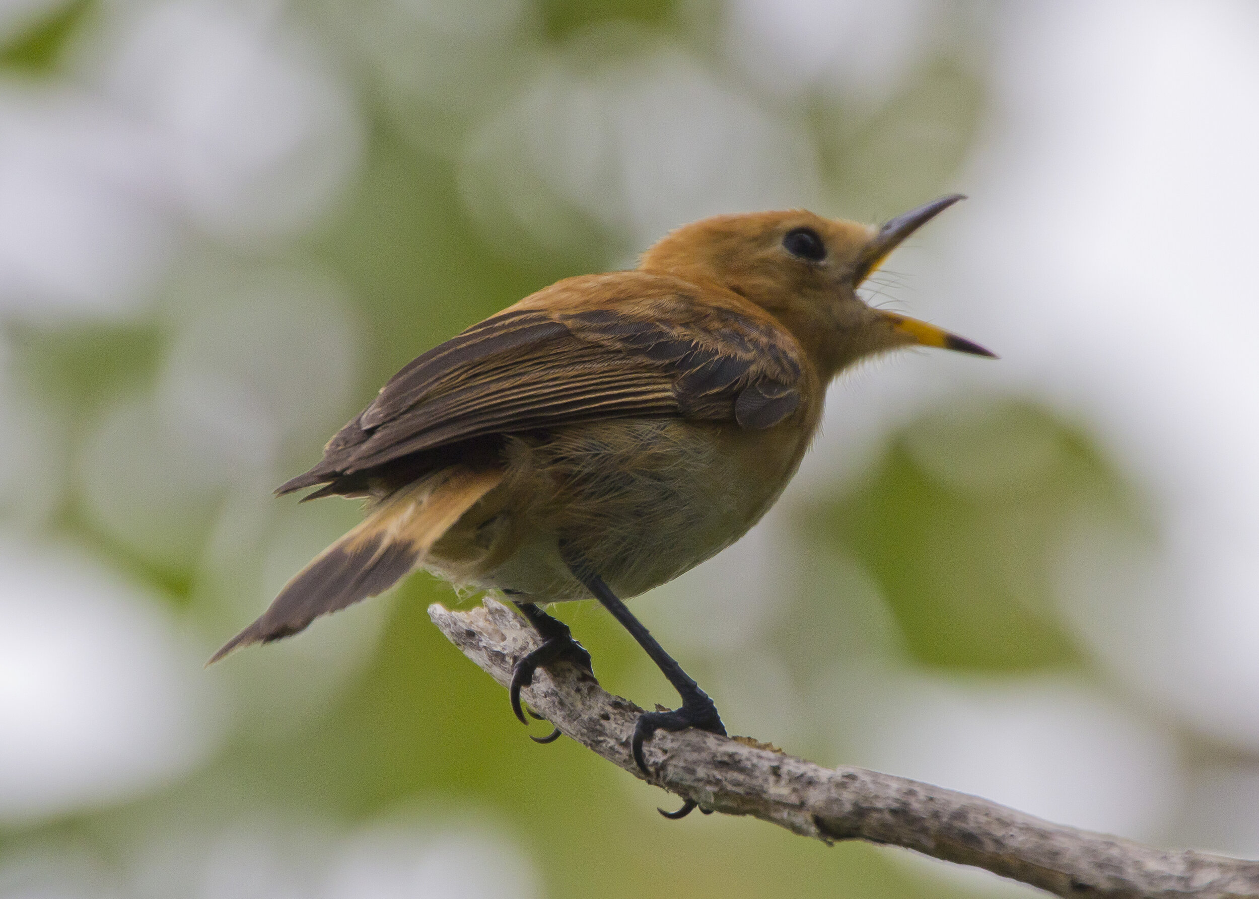 SEARCHING FOR THE RARE KĀKERŌRI BIRD IN THE COOK ISLANDS