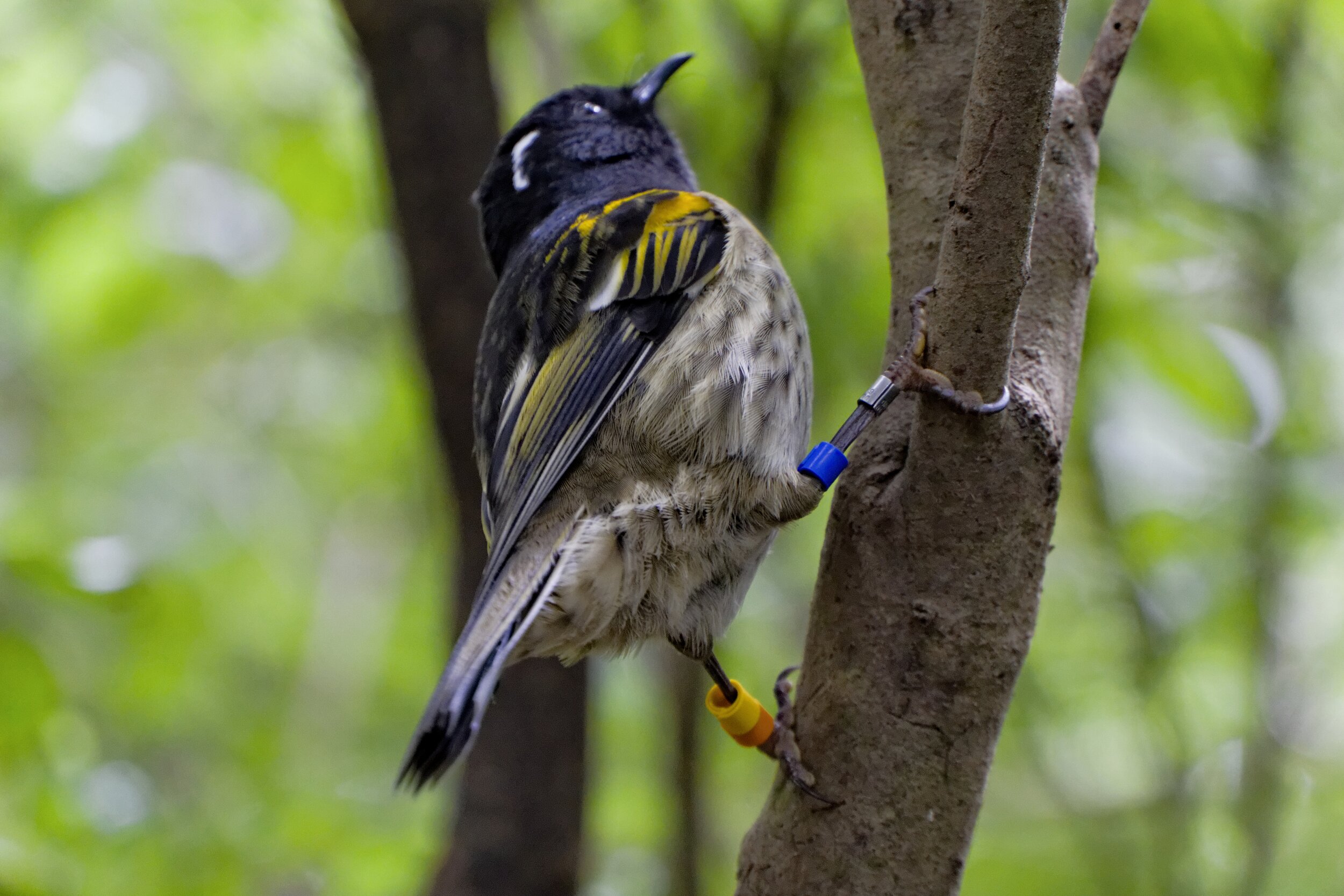 SAVING THE RARE HIHI BIRD BY HEARING ITS HAPPY CALL 