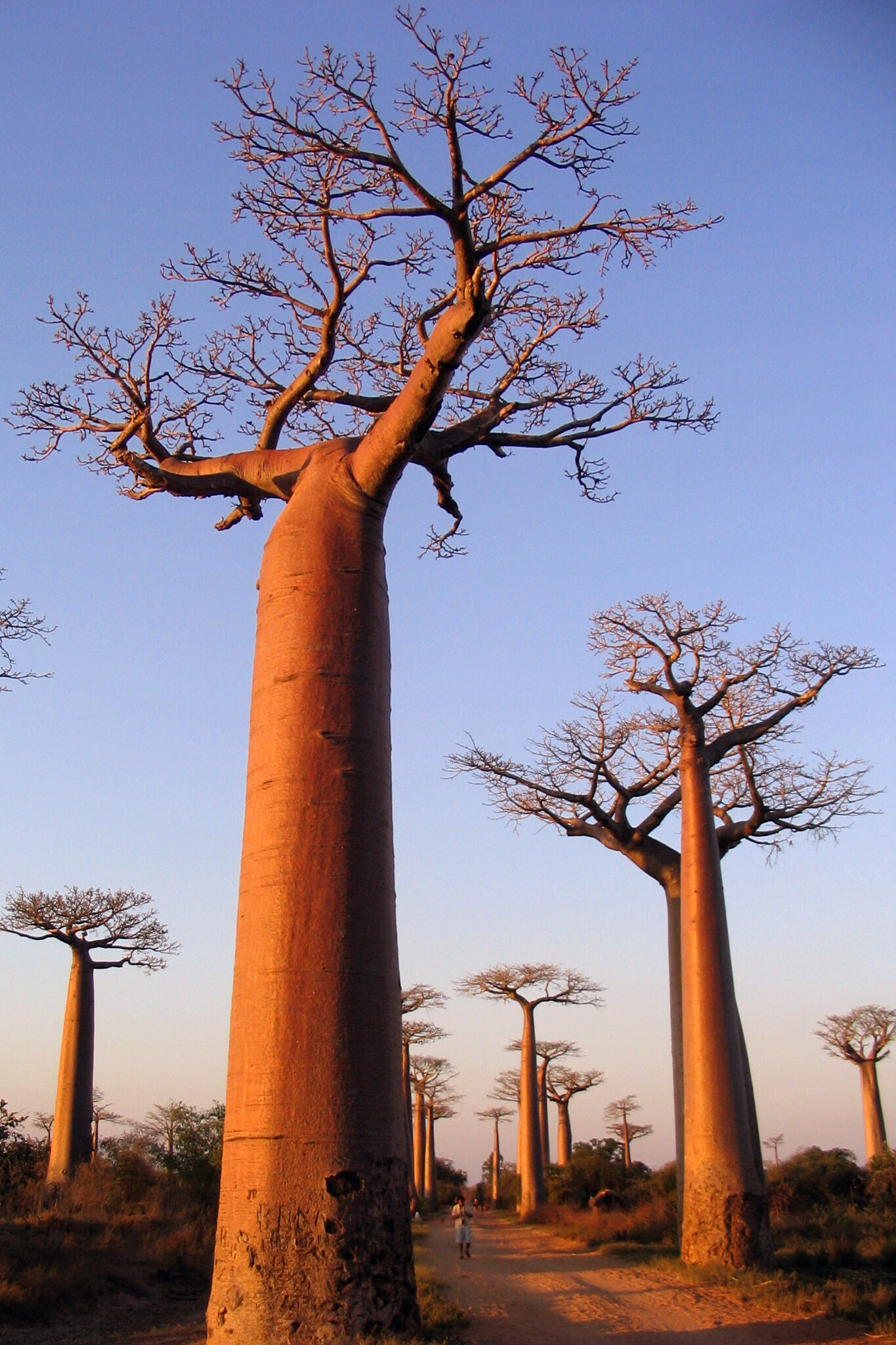 FOR SUB-SAHARAN RURAL WOMEN, MAKING TREE-PLANTING WORTH THEIR SWEAT