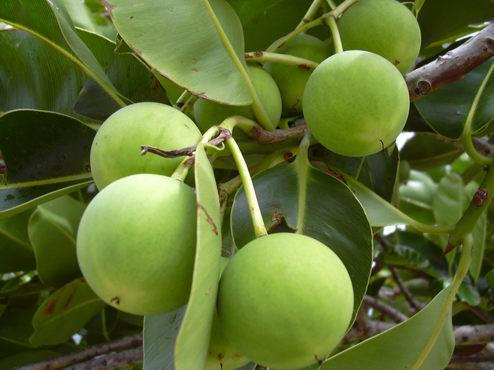 PROSPERITY GROWS IN ARID WONOGIRI