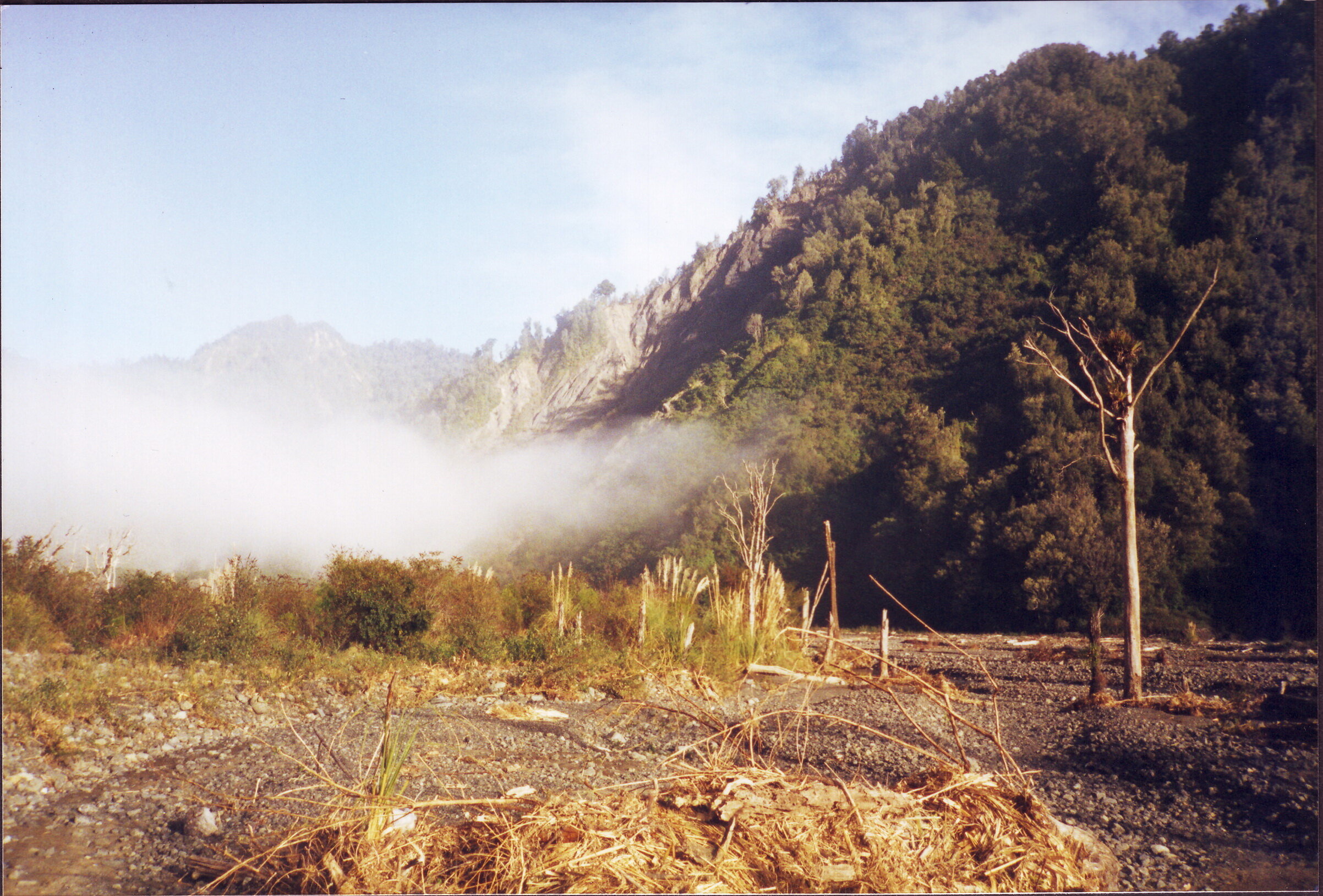 MĀORI PUSH FOR PANDEMIC SPEND TO SAVE ANCESTRAL FOREST