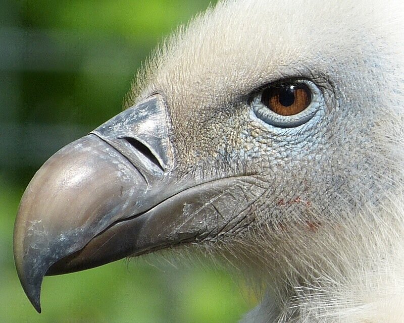 EFFECTIVE CONSERVATION SCIENCE MUST SHIFT AWAY FROM DOOMSDAY VIEWS TOWARDS SOLUTIONS: STUDY