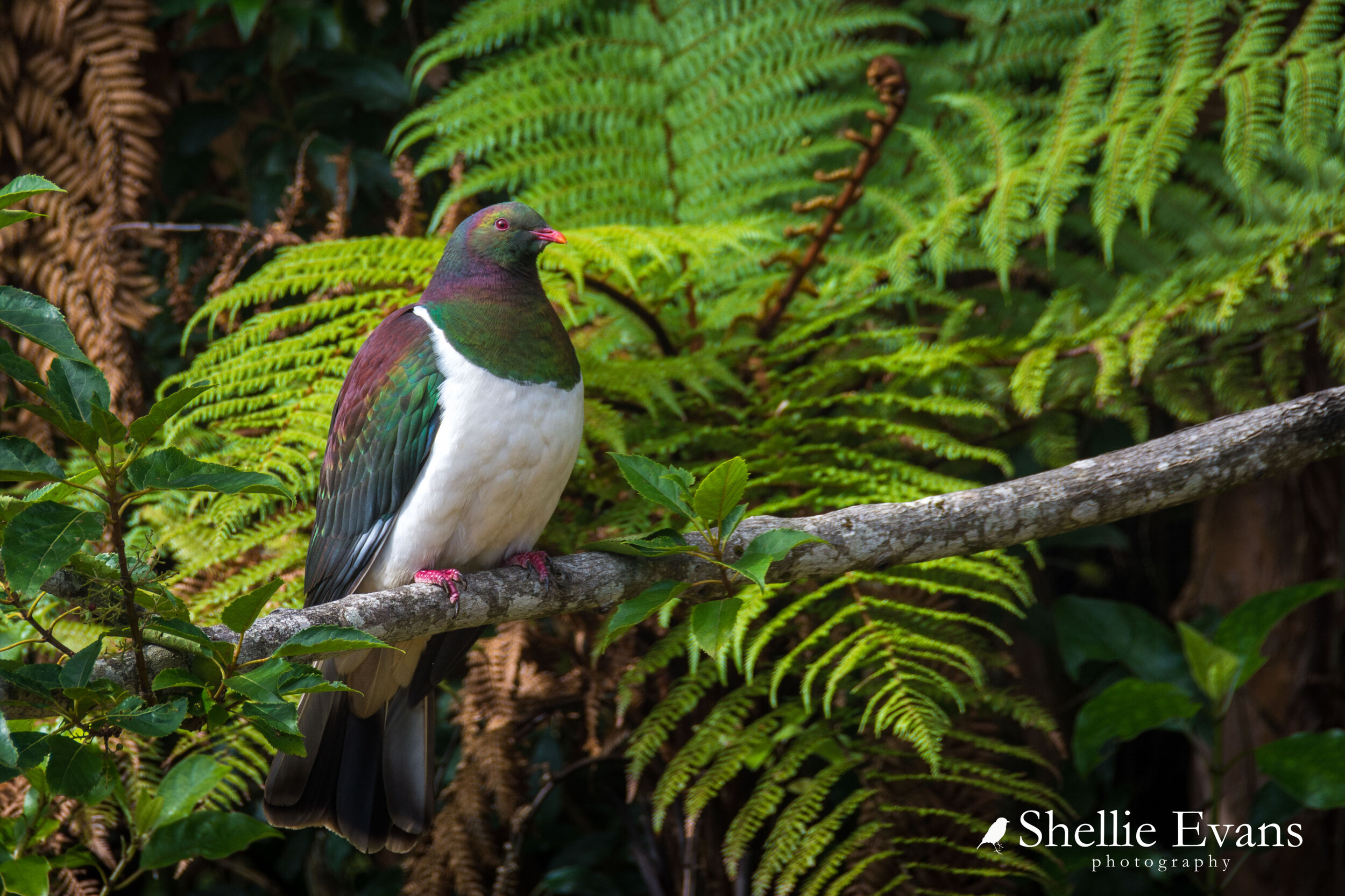 A BIRDWATCHER'S GUIDE TO NEW ZEALAND