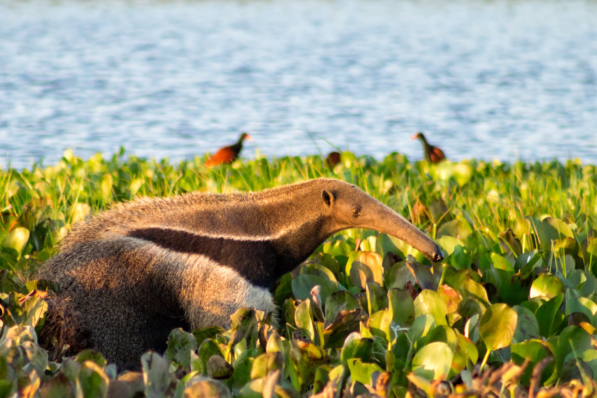 THE BRAZILIAN CERRADO