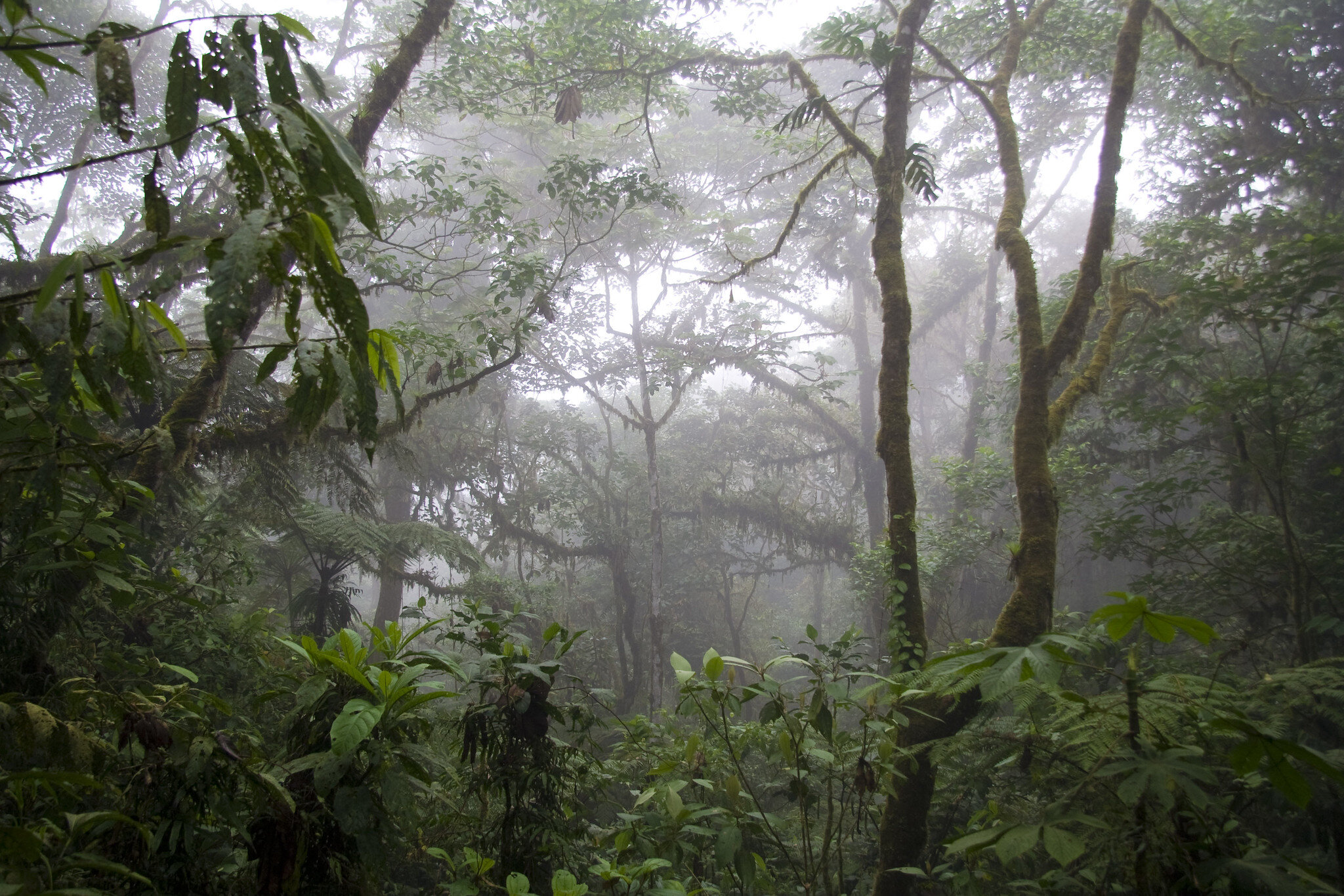 CLOUD FORESTS