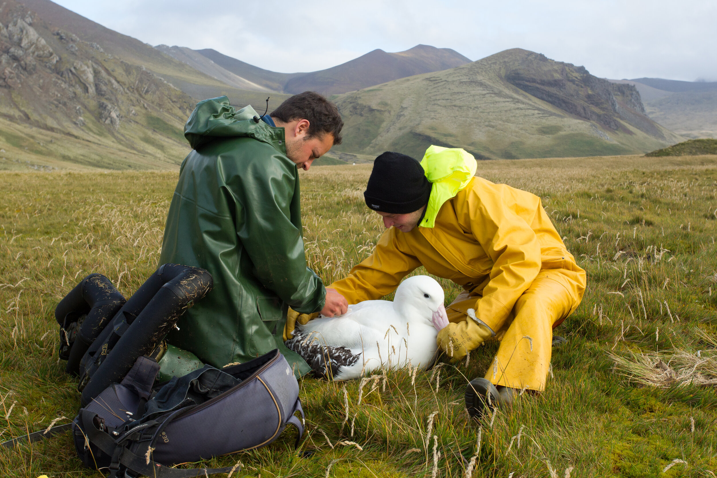 'ALBATROSS COPS' OFFER BIRD'S-EYE-VIEW ON ILLEGAL FISHING