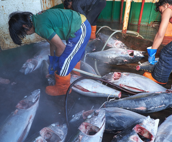 US GROCERY CHAINS FLUNK SUSTAINABILITY, HUMAN RIGHTS TESTS FOR TUNA SOURCING