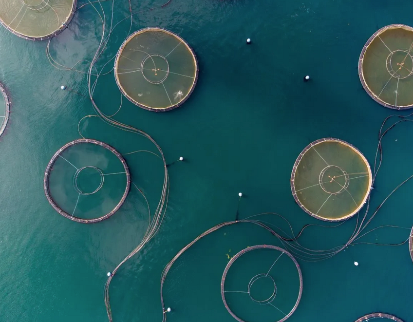 OCEAN RANCHERS: CAN AQUACULTURE FILL OUR BELLIES WHILE SERVING THE SEA?