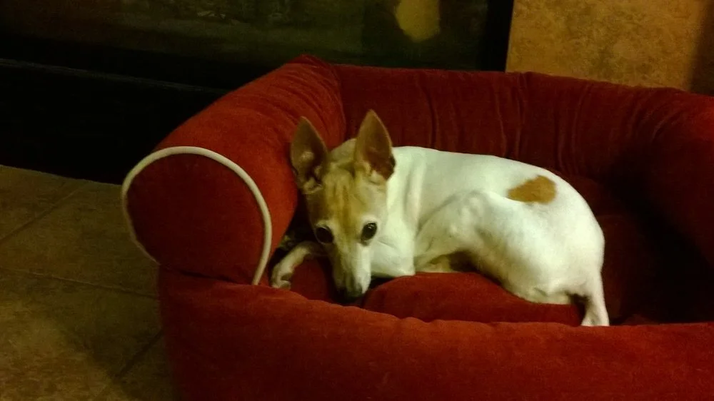 Ramona in her bed in the living room, waiting for me to stop working for the night. April 26, 2014.