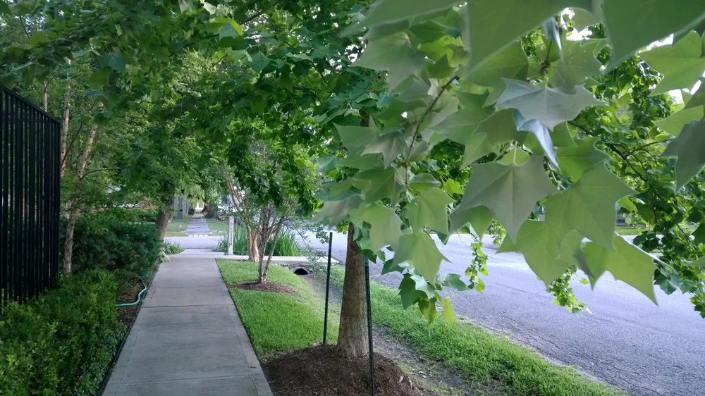 A view down one of the streets on which I walk Ramona morning and evening. Houston, Texas, May 2014.