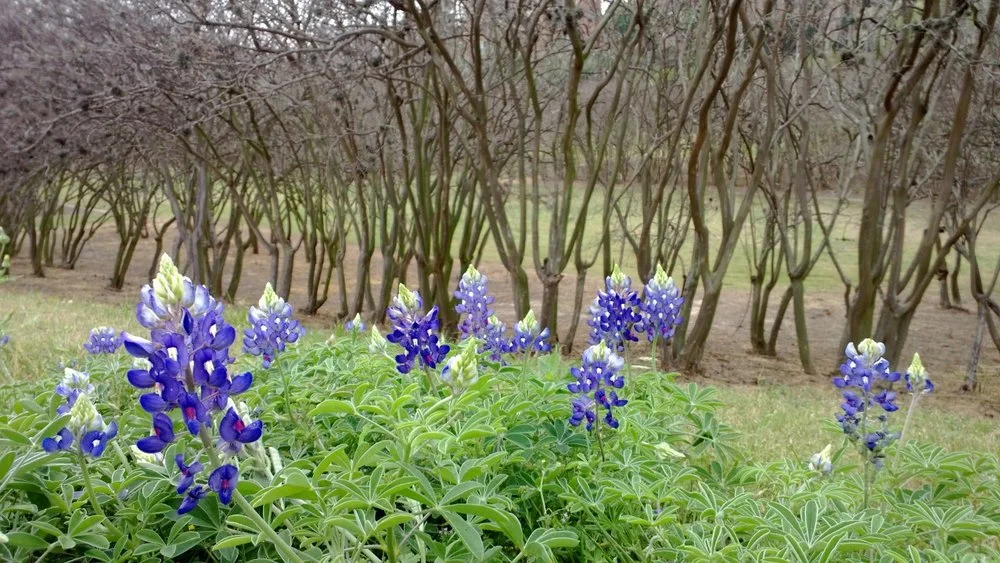 Without bluebonnets, could it count as spring in Texas? Houston, Texas. March 23, 2013.