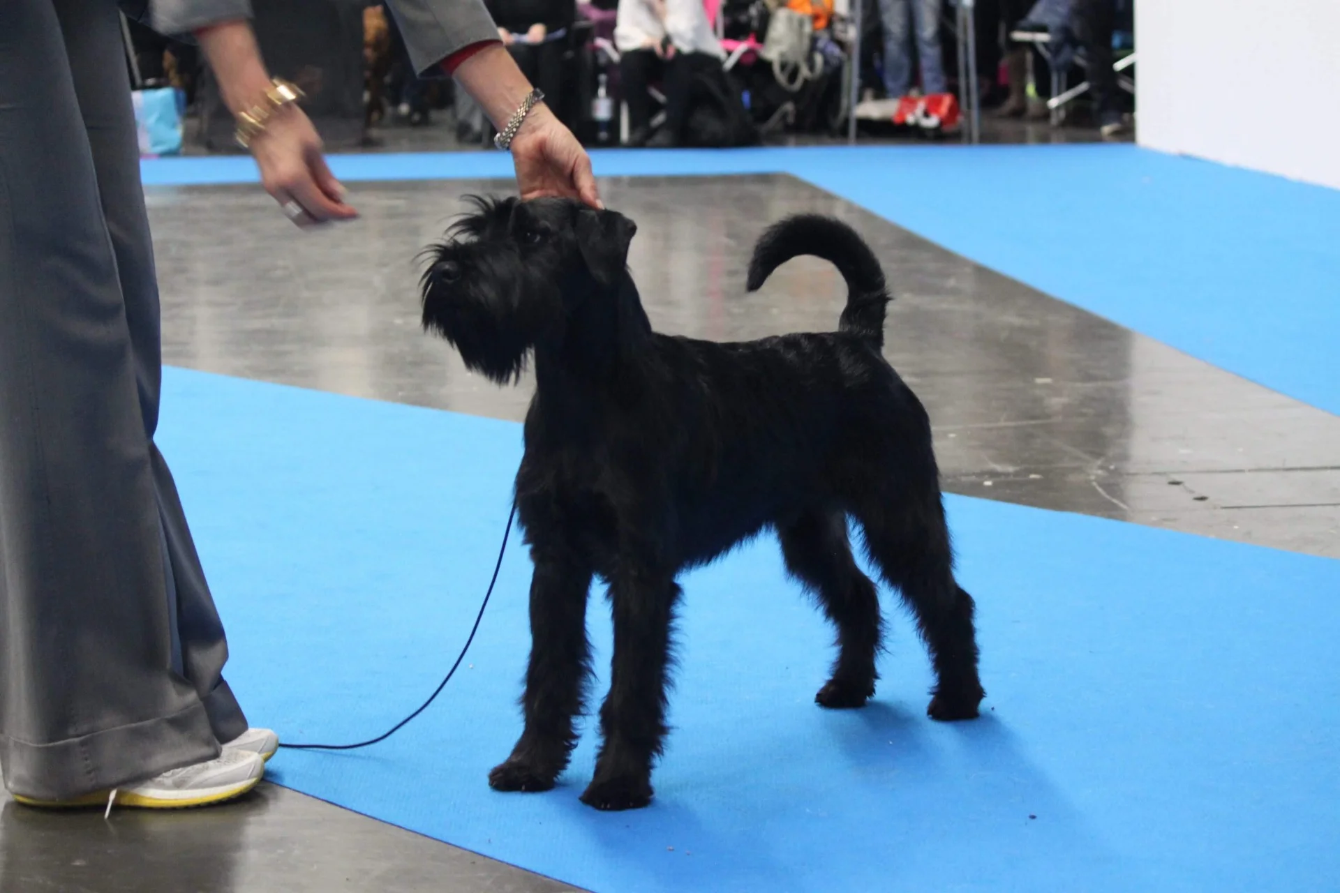 Best fo breed puppy Velvet Dandy´s Nidhögg