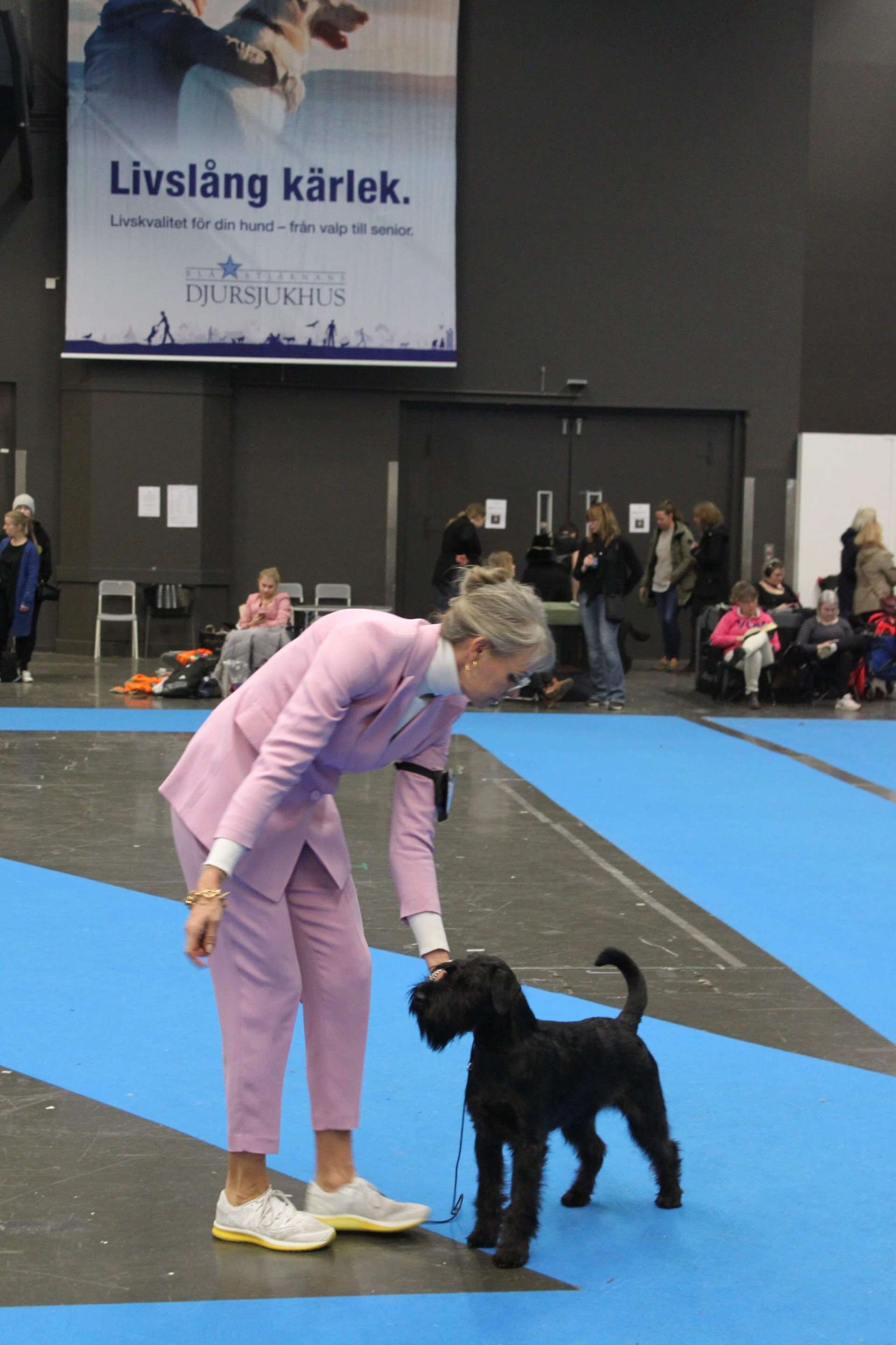 Best of breed puppy Velvet Dandy´s Nidhögg