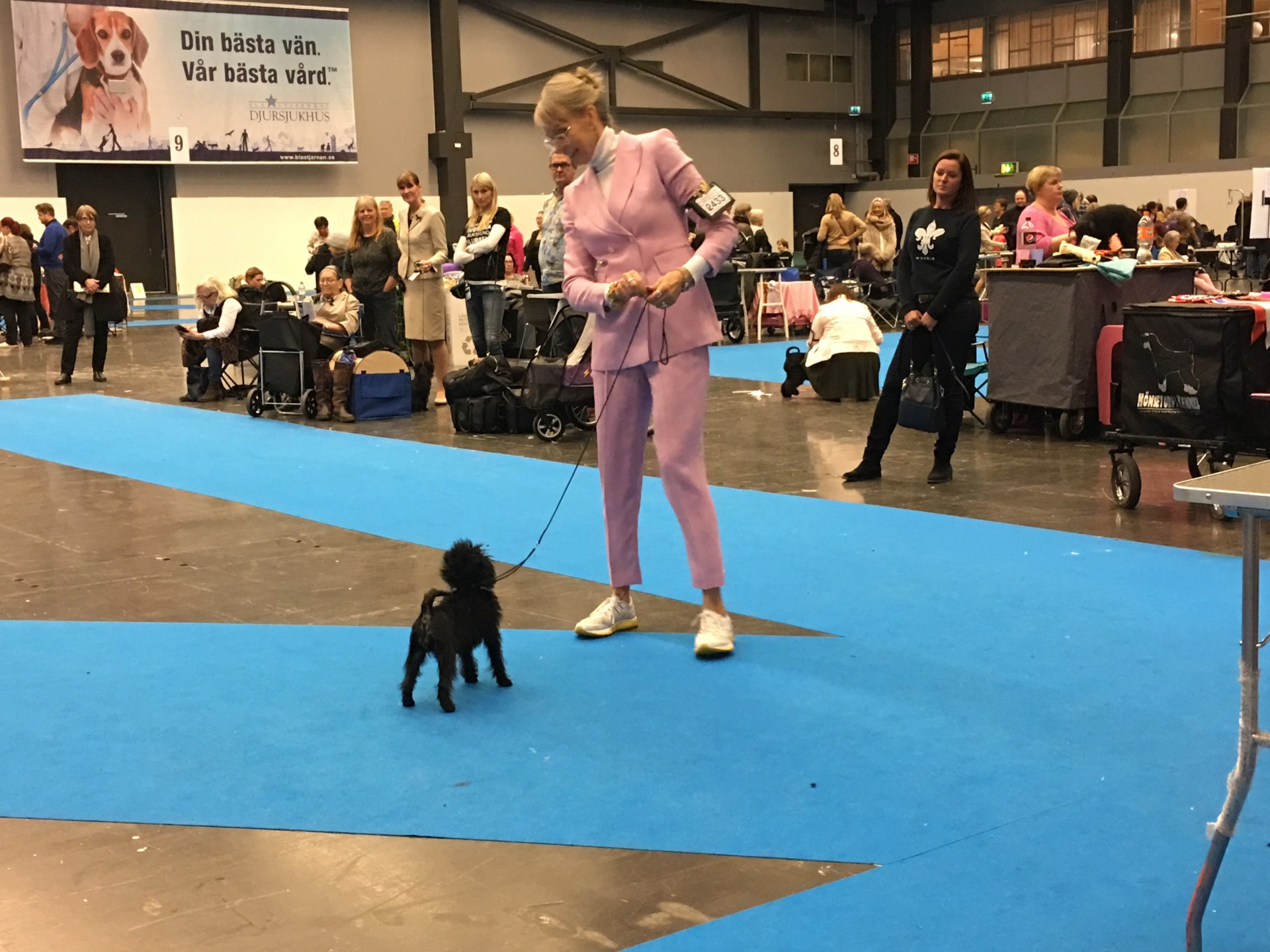 Best of breed puppy Velvet Dandy´s Unity