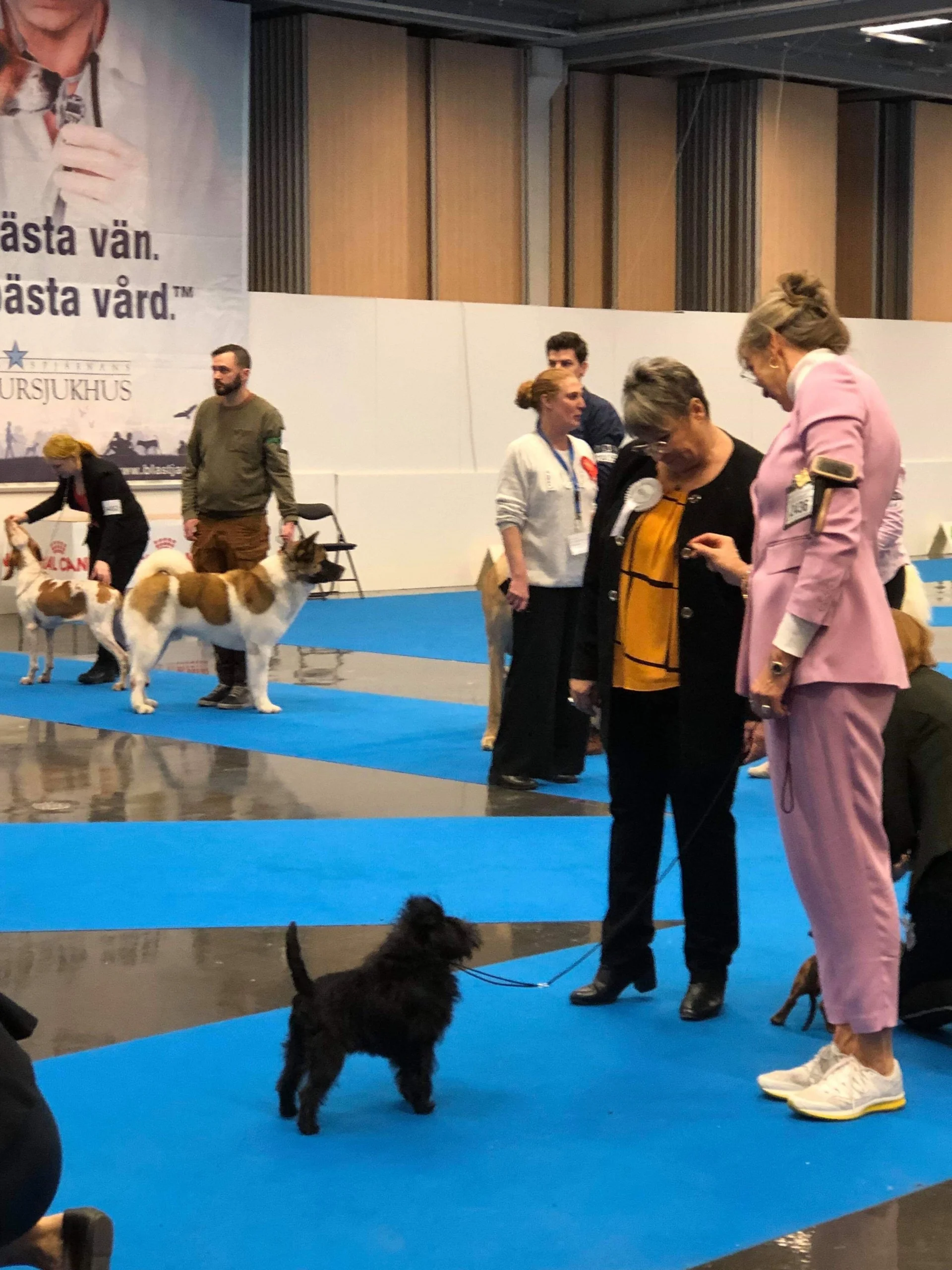 Best of breed Velvet Dandys Prospero