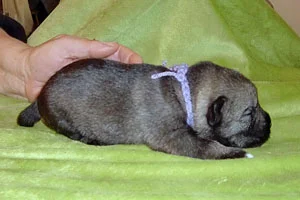 FFLila-hane-(3).jpg