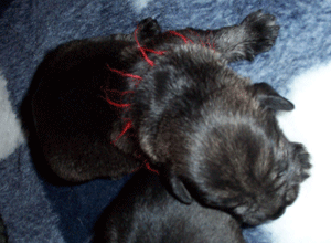 wsBild-008.gif