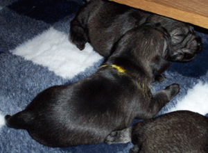wsBild-009.gif